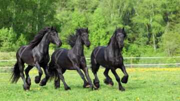 image عکس های دیدنی از زیباترین اسب در دنیا