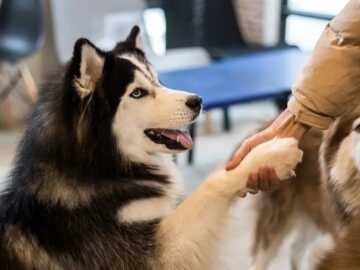 image علت واقعی وفاداری در سگ ها چیست
