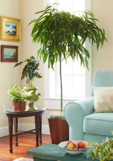 image چه مدل درختچه برای نگهداری در آپارتمان مناسب است